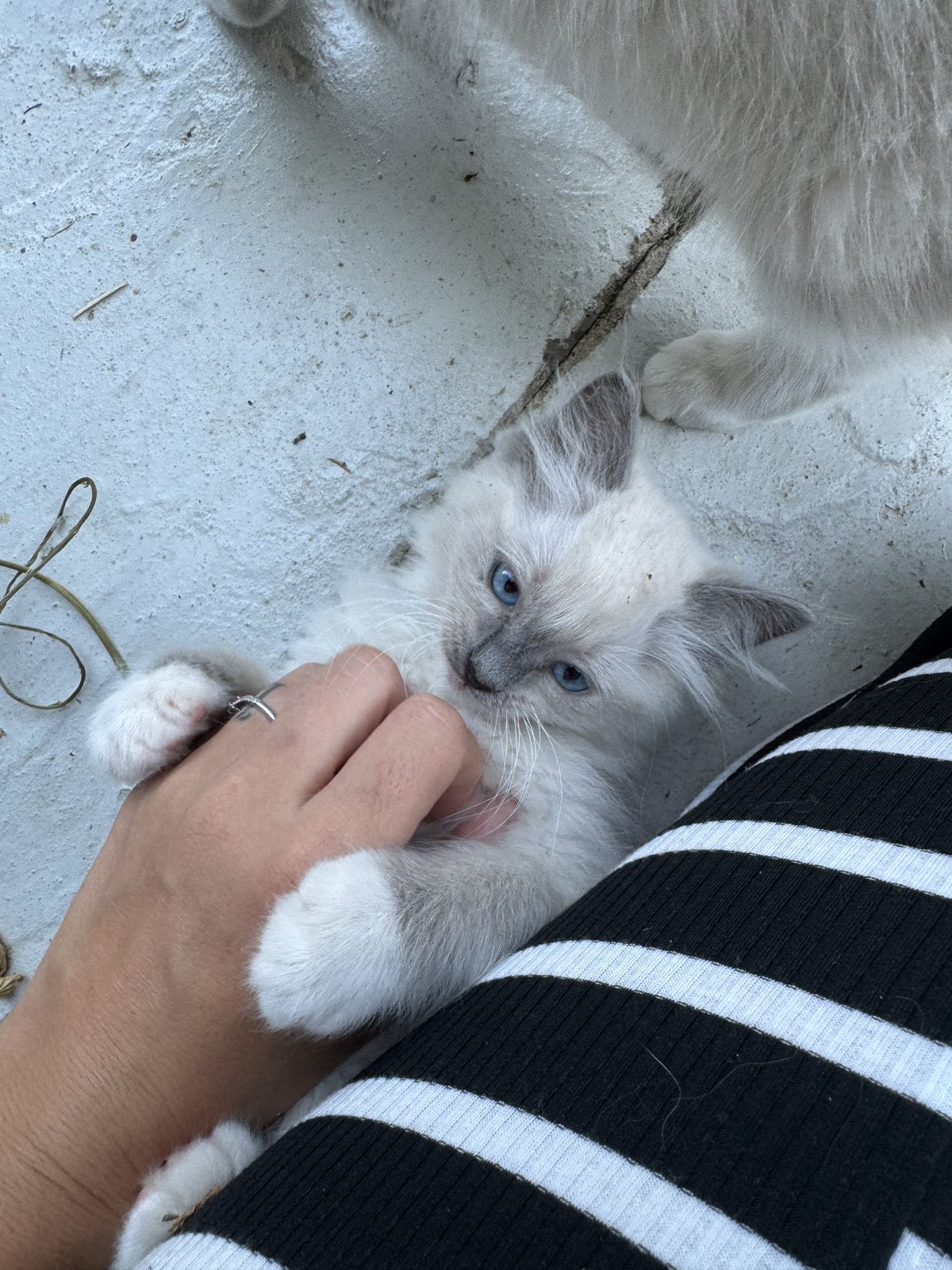 A colony kitten learning that hands are for cuddles, not chewing