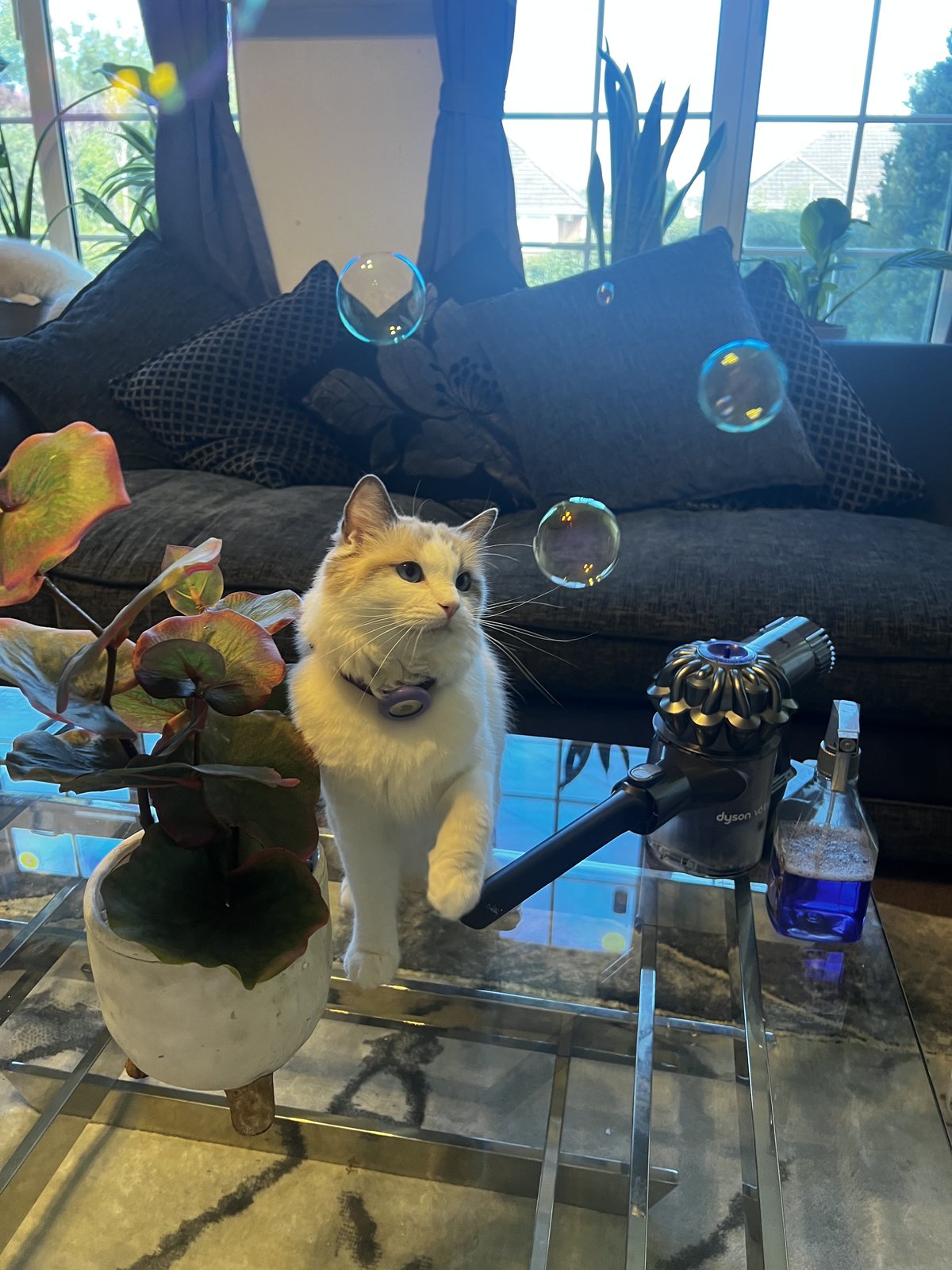 Spending the evening energy, one bubble at a time