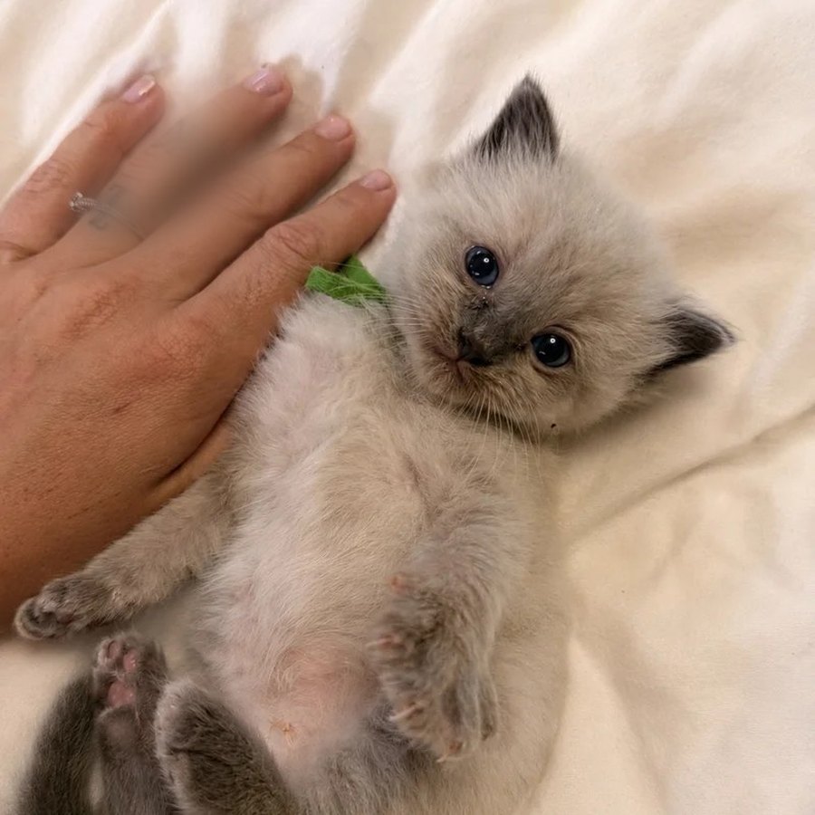 Bramble, boy kitten from our Summer Litter of pure Ragdolls, now rehomed