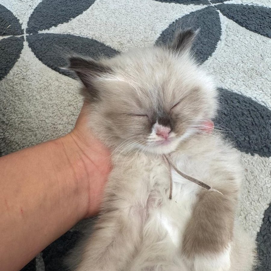 Bramble, boy kitten from our Summer Litter of pure Ragdolls, now rehomed