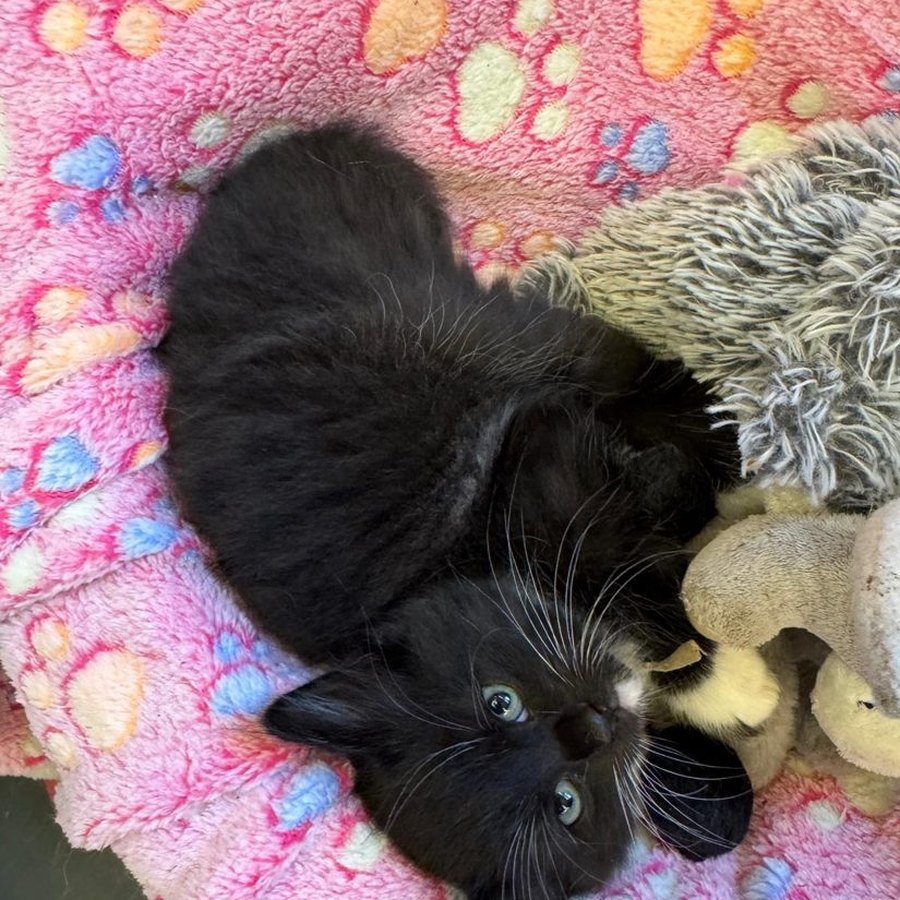 A black kitten with a white chin, from our Chocolate Litter of Ragcoons
