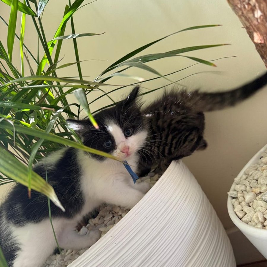 A blue tuxedo kitten from our Chocolate Litter of Ragcoons