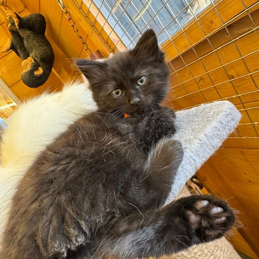 A kitten from our Chocolate Litter of Ragcoons