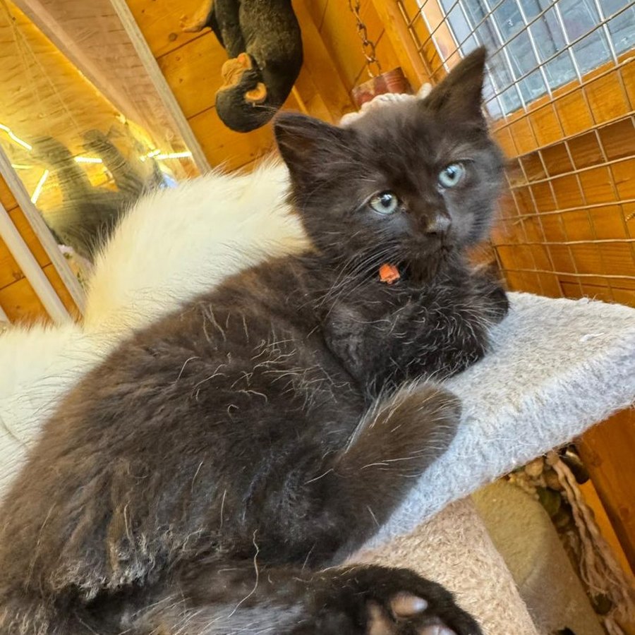 A kitten from our Chocolate Litter of Ragcoons