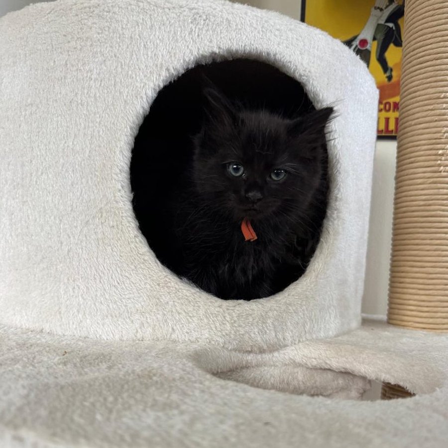A kitten from our Chocolate Litter of Ragcoons