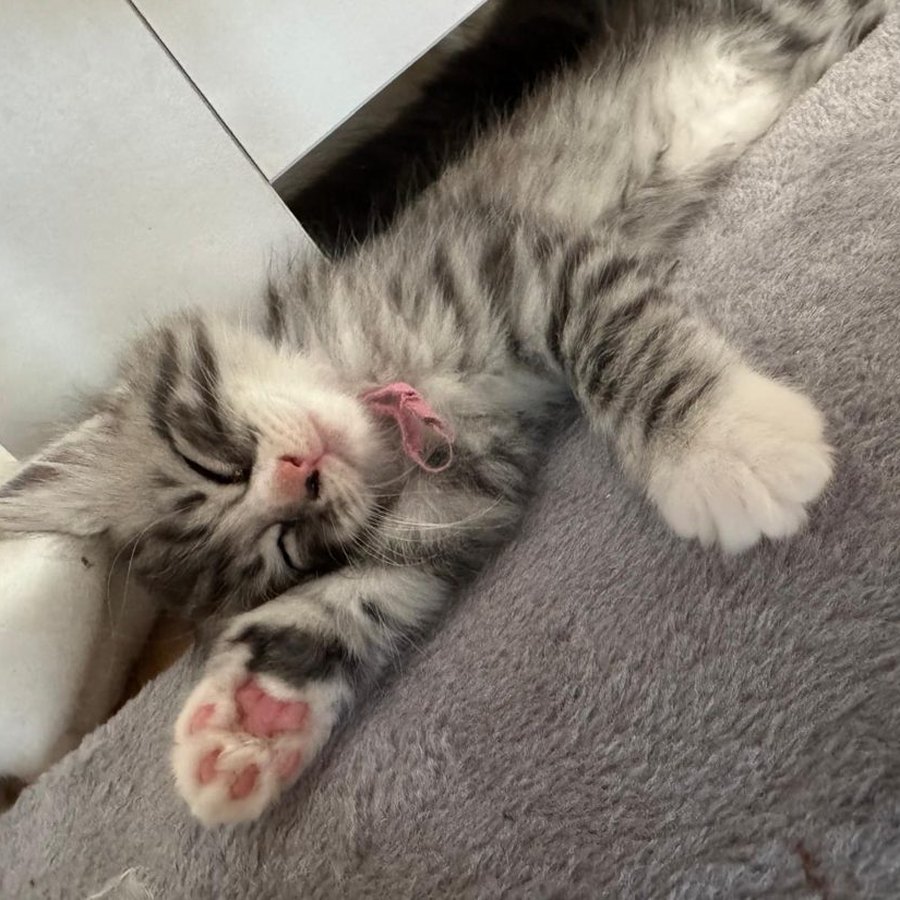 A silver kitten from our Chocolate Litter of Ragcoons