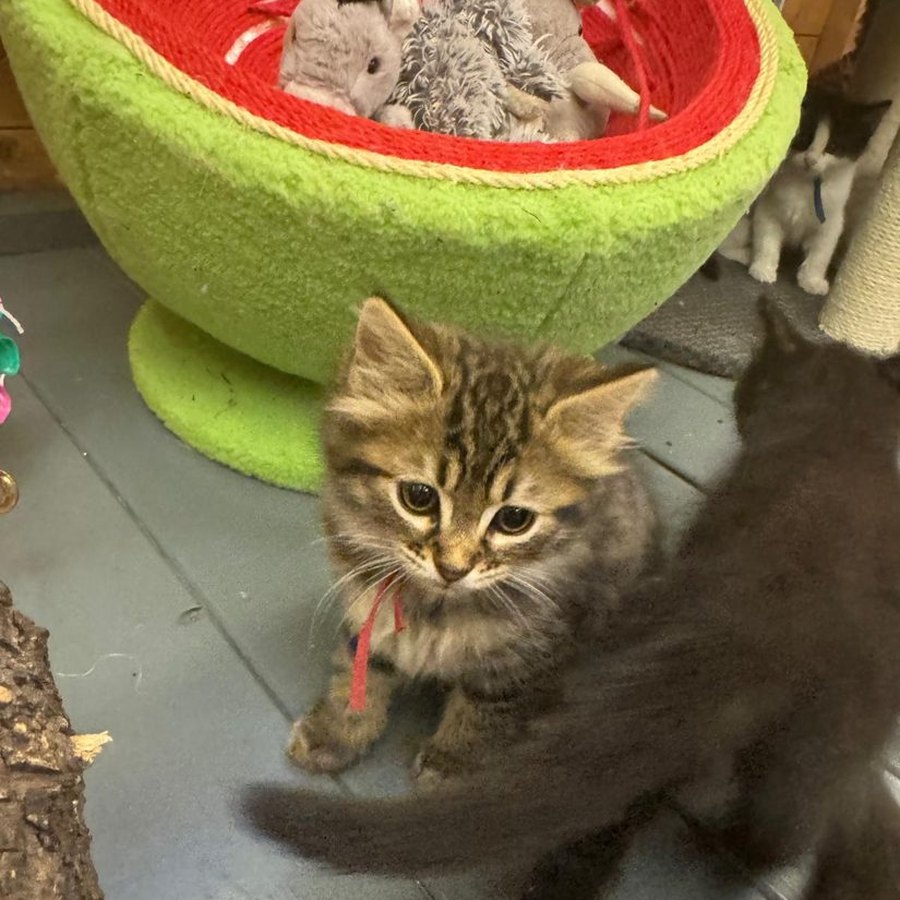 A red tabby kitten from our Chocolate Litter of Ragcoons