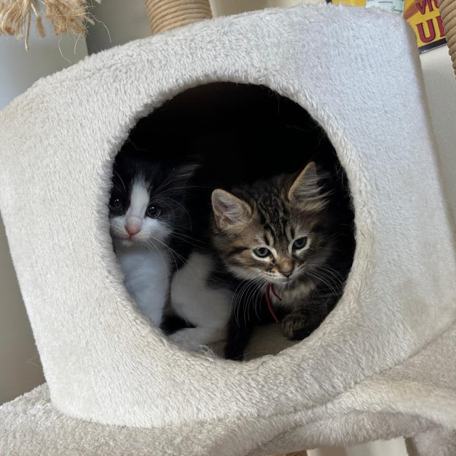 A tuxedo kitten and a tabby kitten together, from our Chocolate Litter of Ragcoons