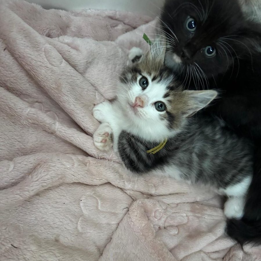 A tabby and white kitten from our Chocolate Litter of Ragcoons