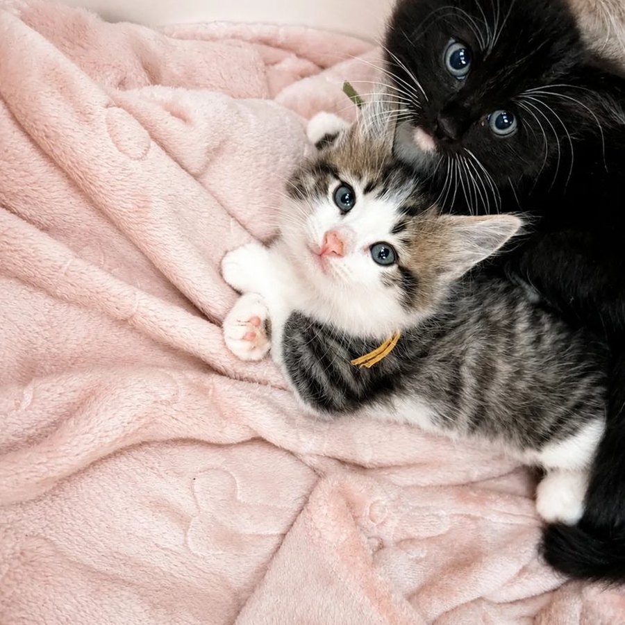 Crunchie, girl kitten from our Chocolate Litter of Ragcoons, now rehomed, cuddled up on the pink blanket