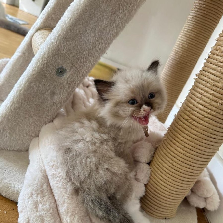 Poppy, girl kitten from our Summer Litter of pure Ragdolls, now rehomed