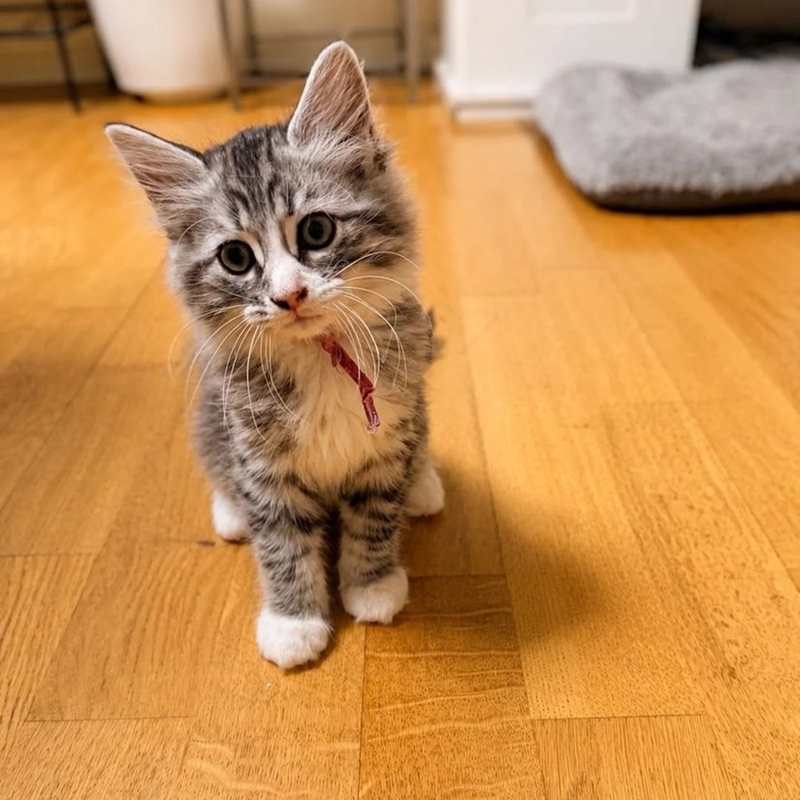 Truffle, girl kitten from our Chocolate Litter of Ragcoons, now rehomed, our silver tabby girl