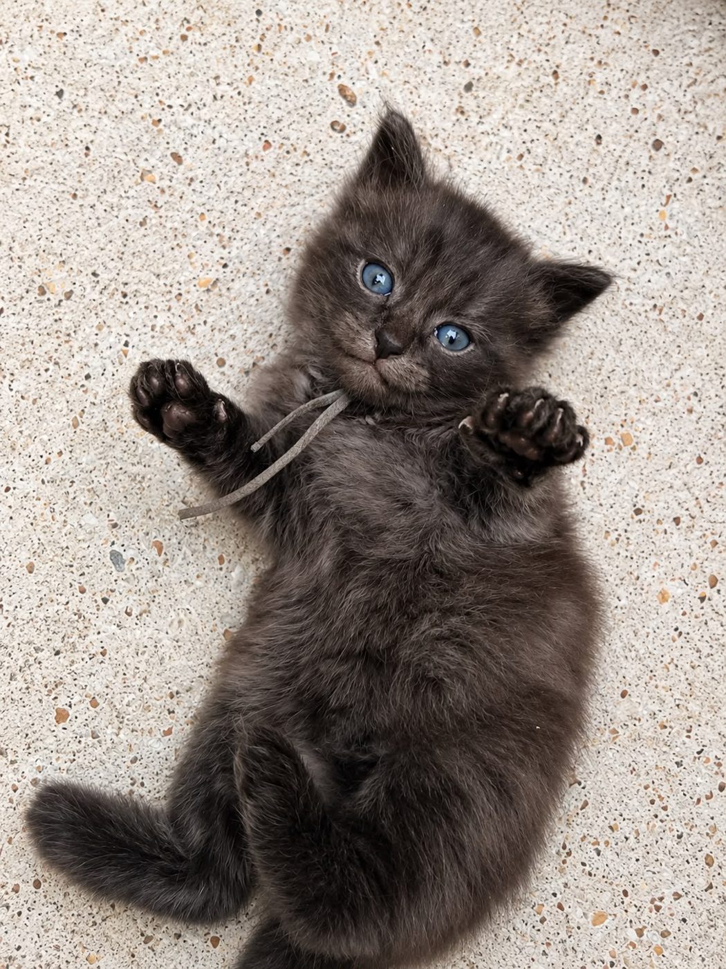 Silver Maine Coon cross Ragdoll kitten