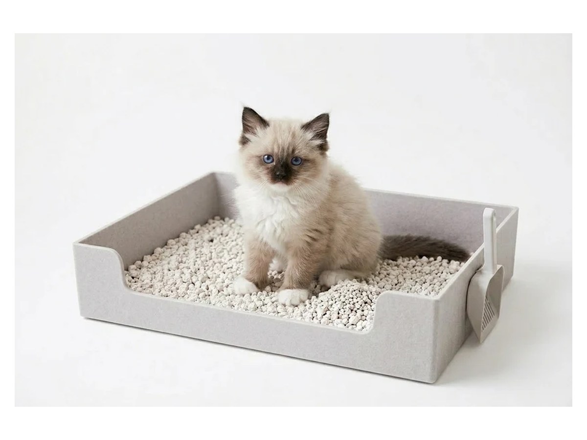 Ragdoll kitten sitting in the 3D printed kitten litter tray with matching scooper
