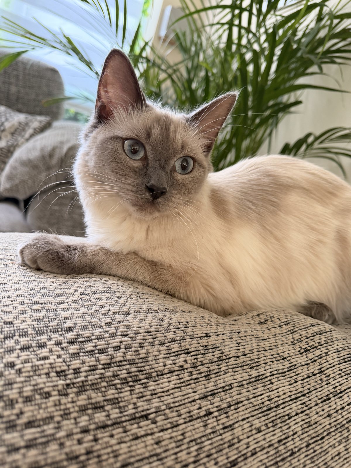 One of our colony Ragdolls at ease on the sofa arm
